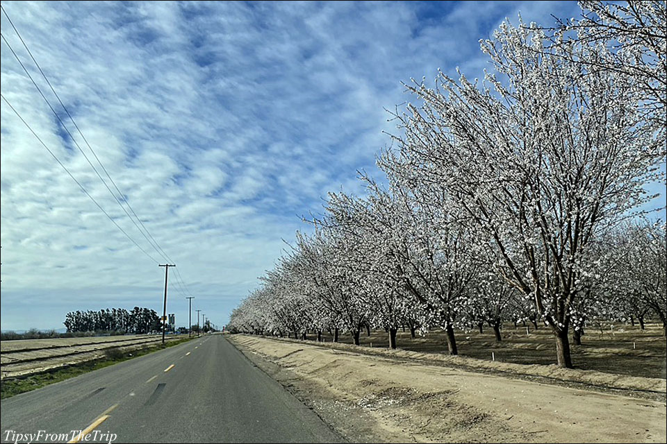Almond Trees, Modesto, CA