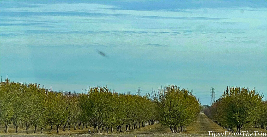 Almond Trees, Tracy, CA