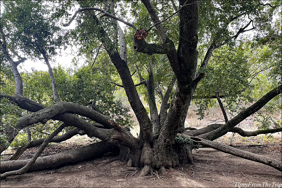 tentacled tree 