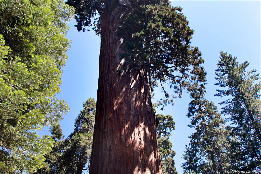  the most voluminous Giant Sequoia 