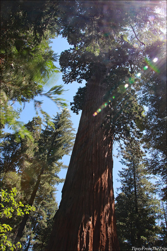 General Grant - the second largest tree. 