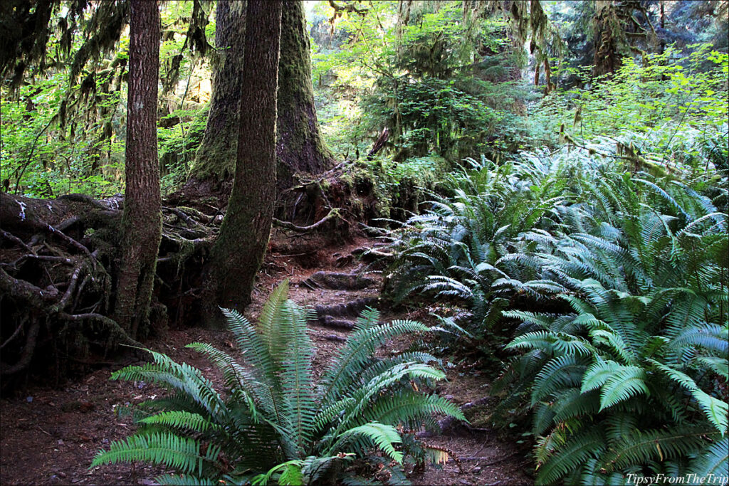 Sword Fern at Hoh. 
Olympic National Park 