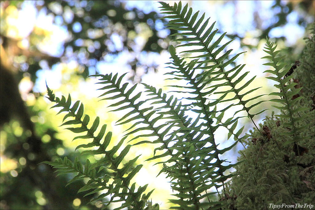 Licorice Fern, Hoh Rainforest