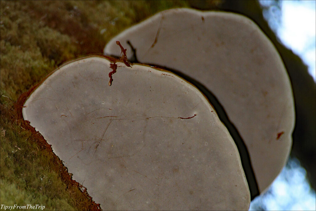 Shelf Fungus at the rainforest 