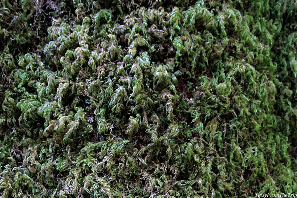 Lichen at Hoh Rainforest