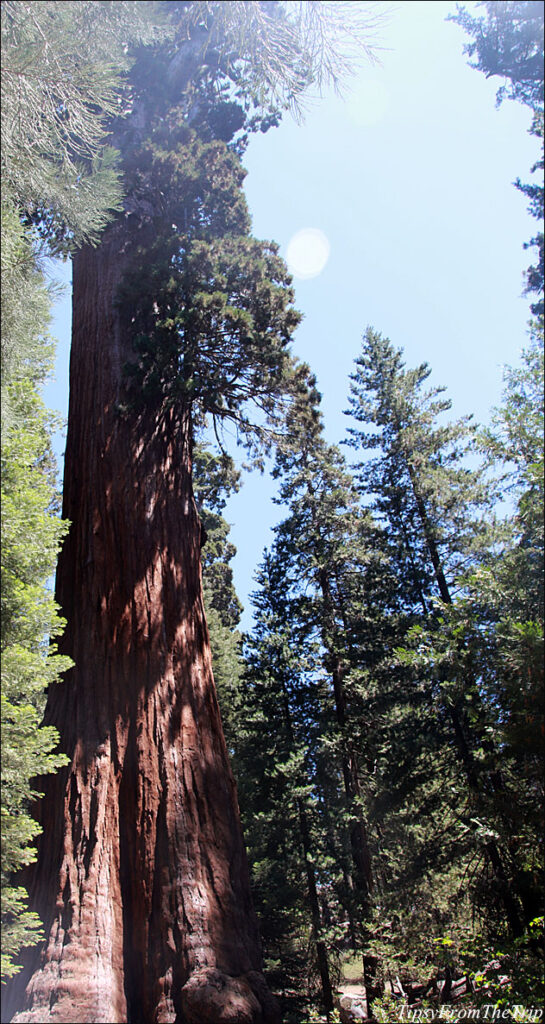 General Grant - Second Largest Tree, Kings Canyon National Park 