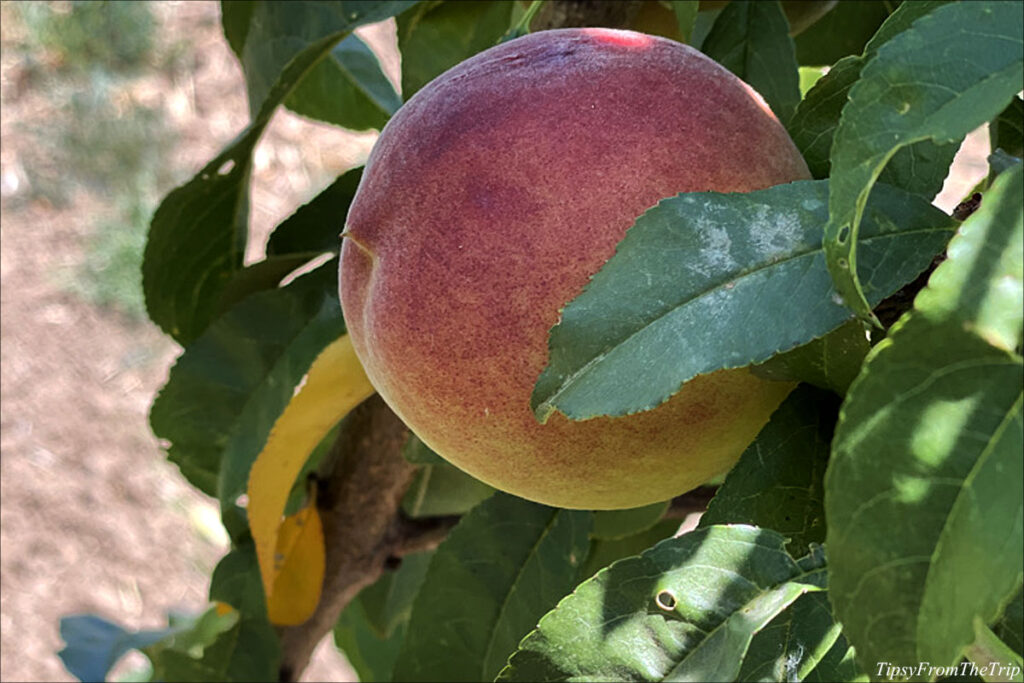 Getting to know the Peach Tree