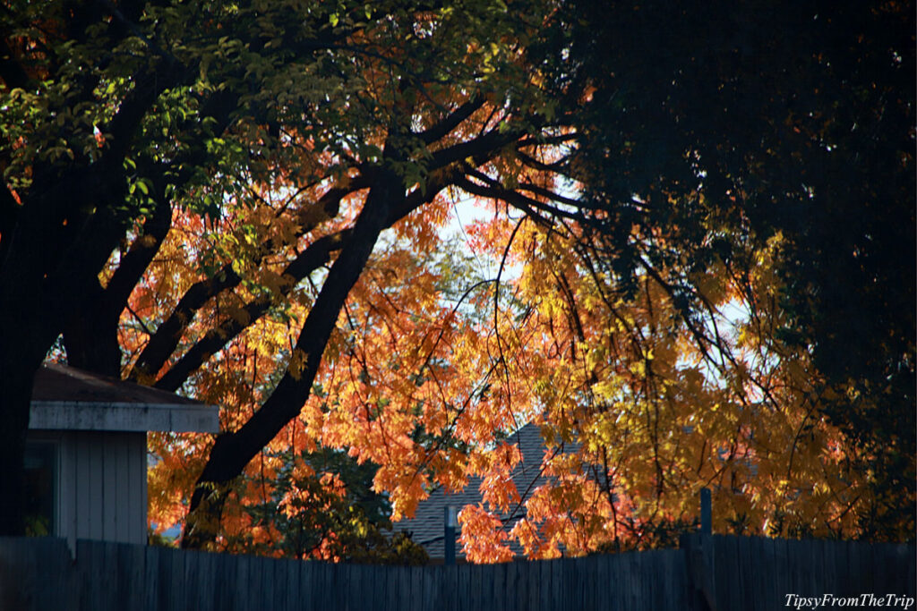 Fall, Colors of the Season