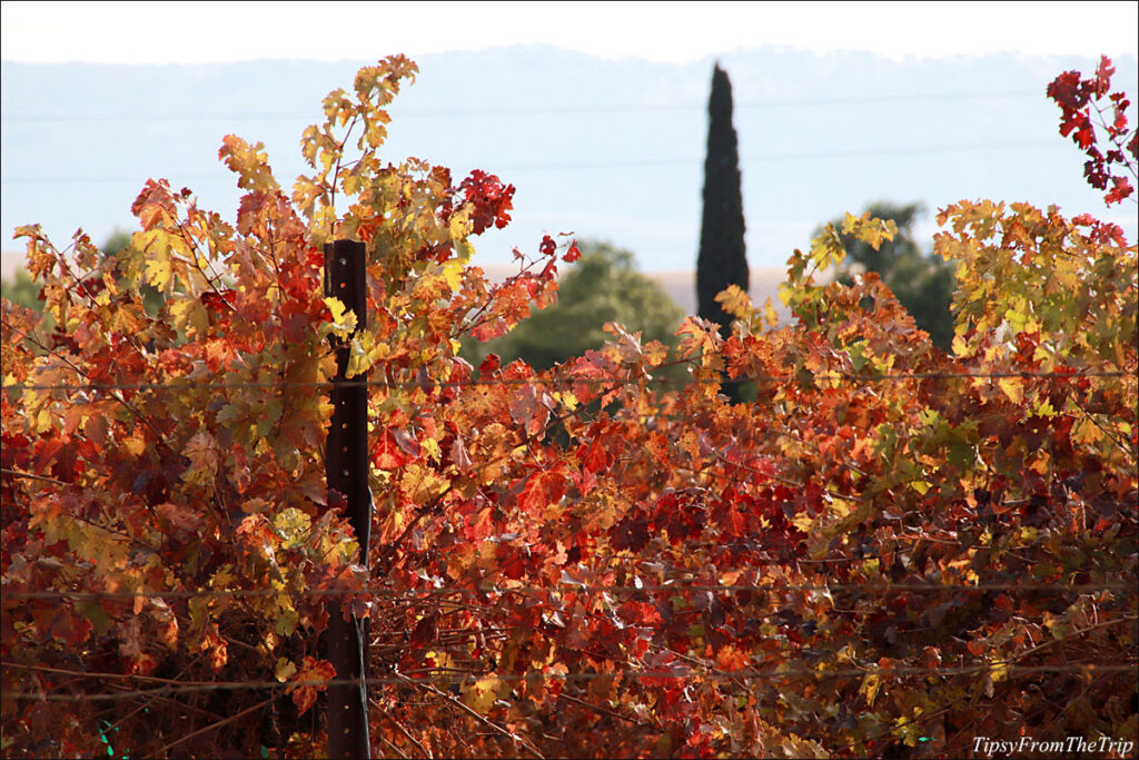 Fall Colors in a vineyard