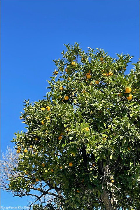 Orange Trees?