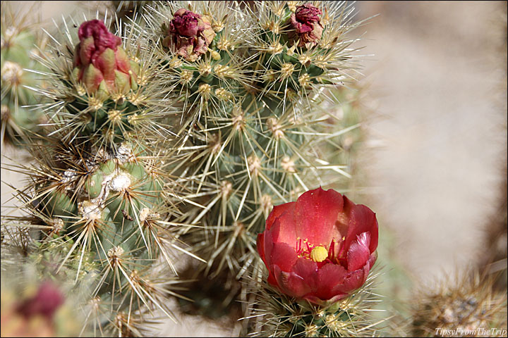 Anza Borrego - Desert Wildflowers in Spring 