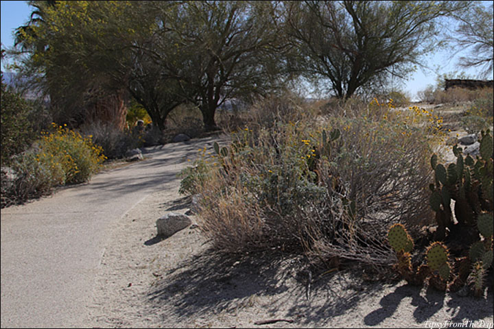 Desert Garden, Anza Borrego Desert State Park 