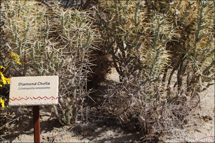 Desert Plants - Anza Borrego/ Colorado Desert 