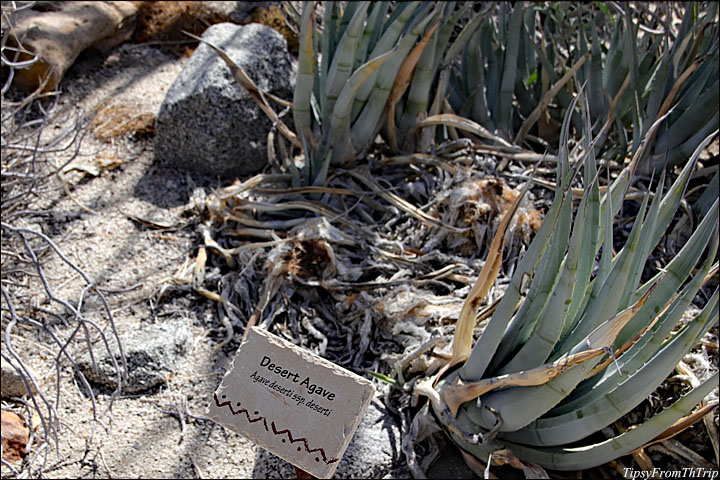 Desert Plants - Anza Borrego/ Colorado Desert 