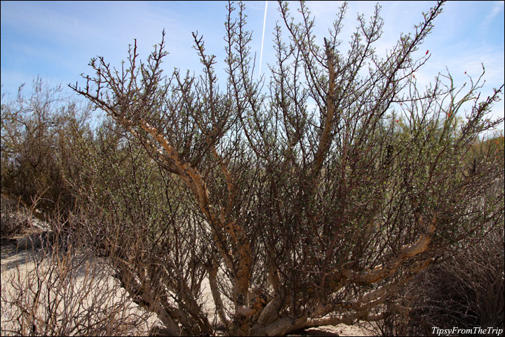 Elephant Tree (Bursera microphylla)