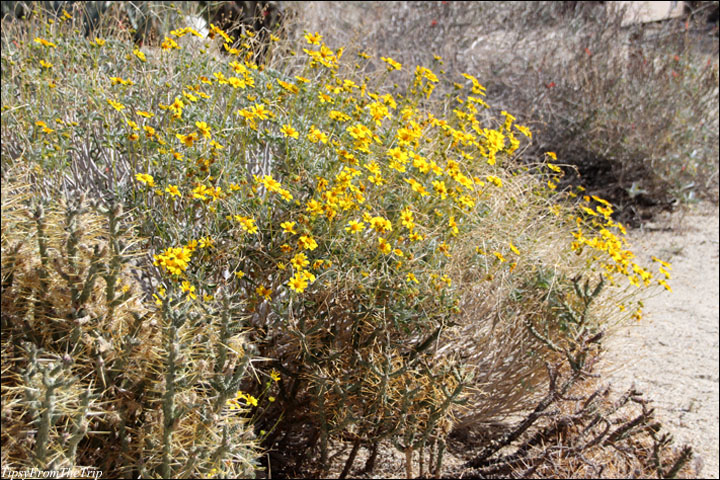Desert Garden, Anza Borrego Desert State Park, Desert Garden, Anza Borrego Desert State Park 
