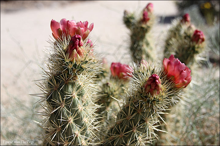 Desert Wildflowers - Wolf's Cholla flowers 