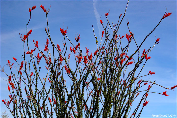 Desert Wildflowers - Ocotillo (Fouquieria splendens)