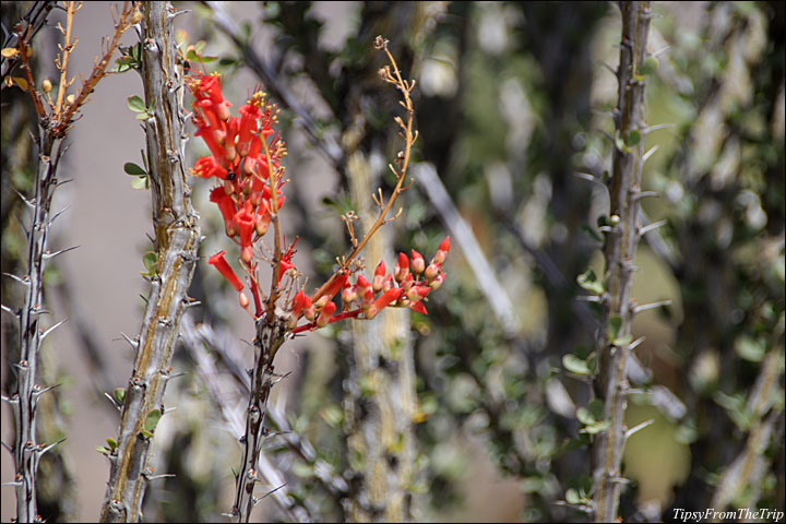 Desert Wildflowers - Ocotillo blooms