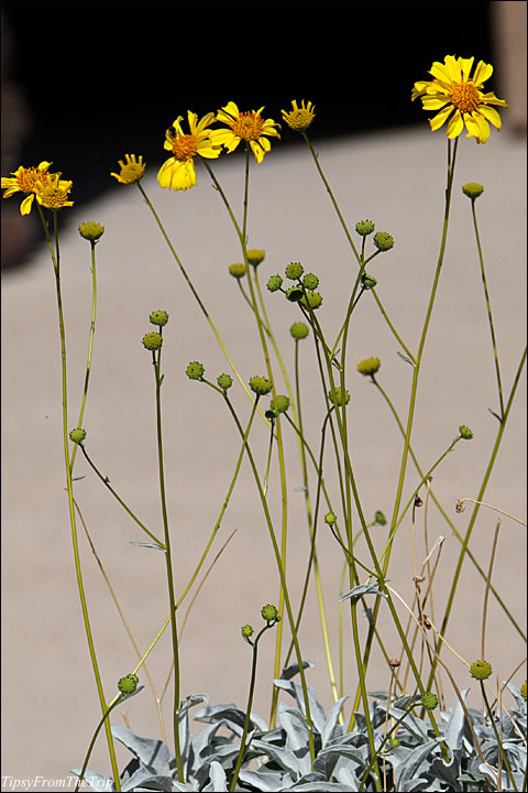 Desert Wildflowers - Brittlebush flowers