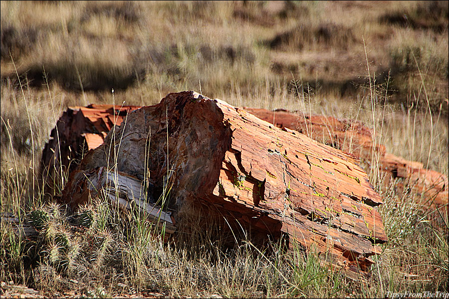 Petrified wood, Jasper Forest, AZ