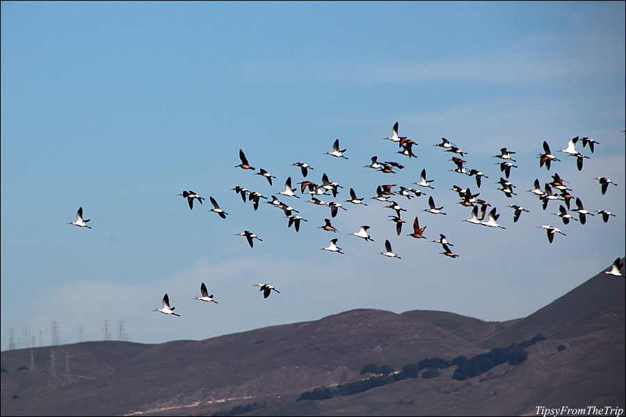 Bay Area wetland avian life 