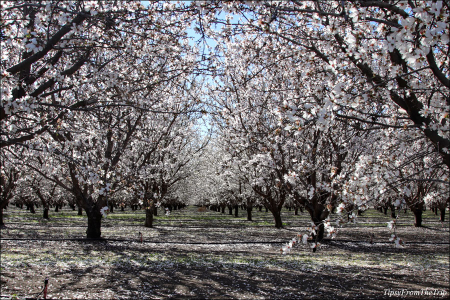 Fruit Orchard, California 