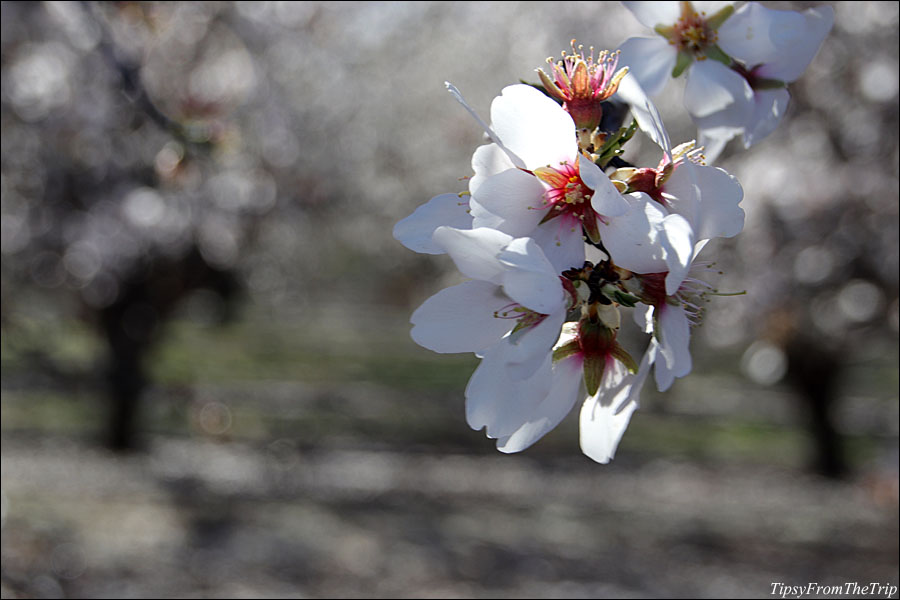 Almond Blossoms 