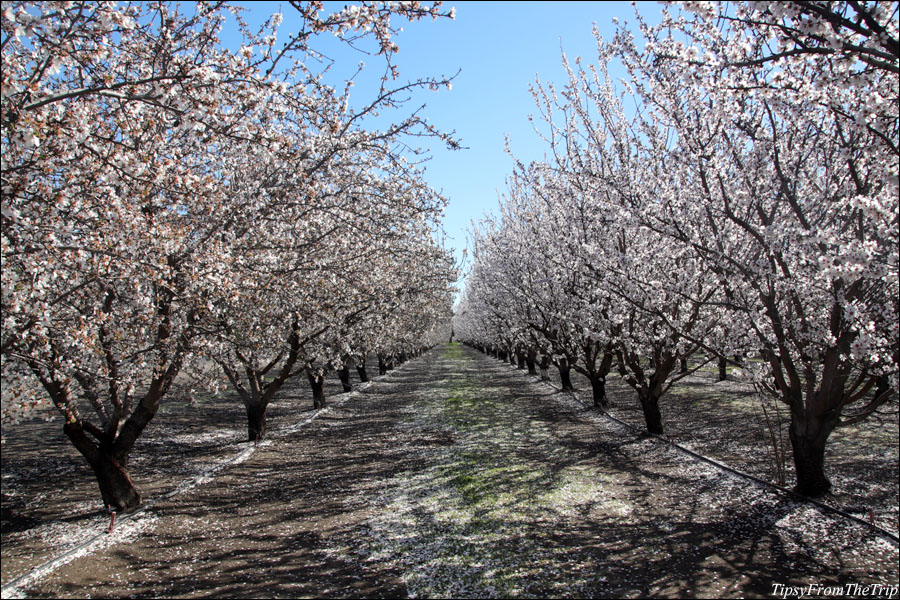 An orchard in the Central Valley, California