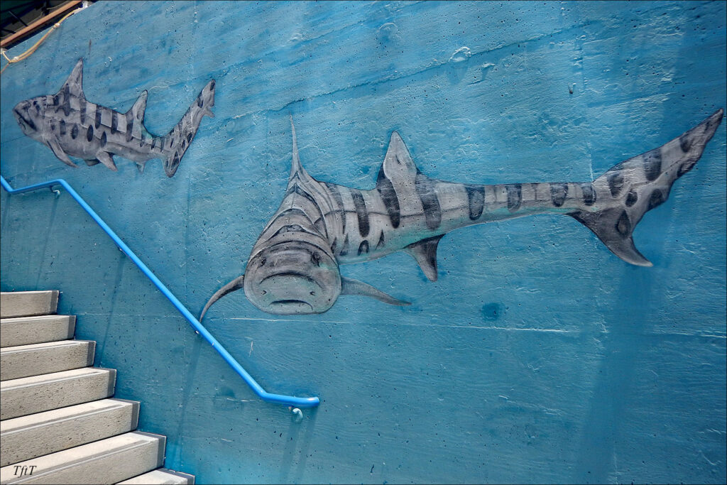 fish murals