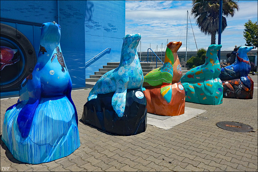 Painted Sea Lions
