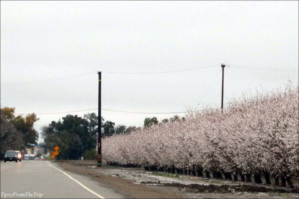 Almond orchards, Ca 