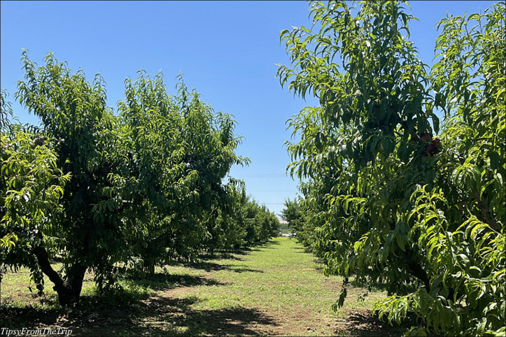 Fruit orchards, CA 