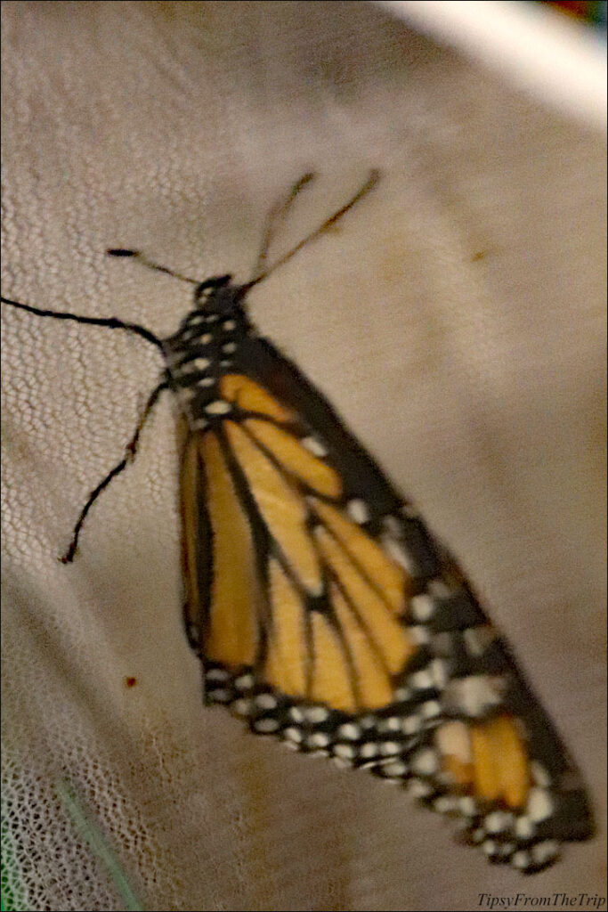 A Monarch Butterfly 
