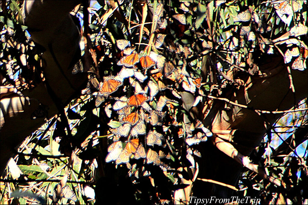 Migration time -- Monarch Butterflies in California