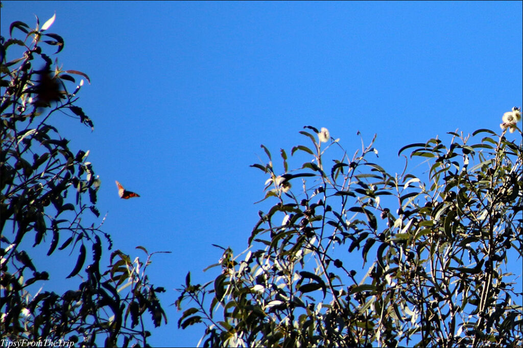 Monarch Butterflies and Eucalyptus trees 