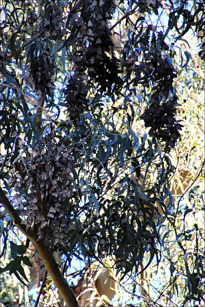 Monarch Butterflies hanging off Eucalyptus leaves 