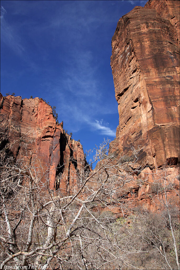 Zion-Canyon-Floor 